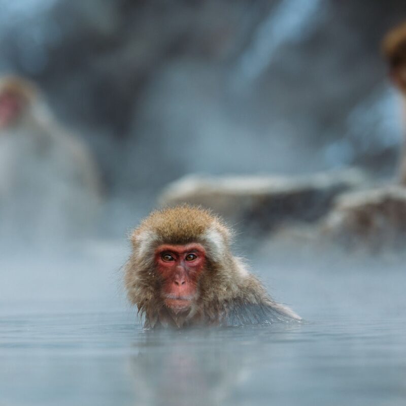 Monkey in the lake