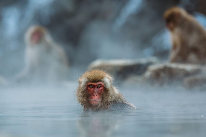 Monkey in the lake