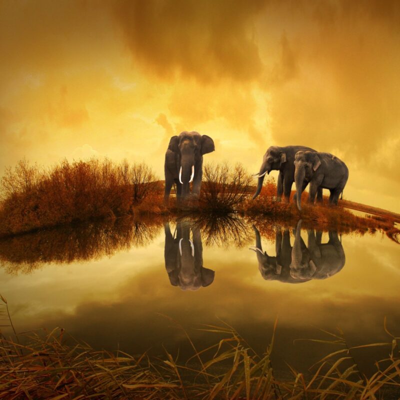 Elephants