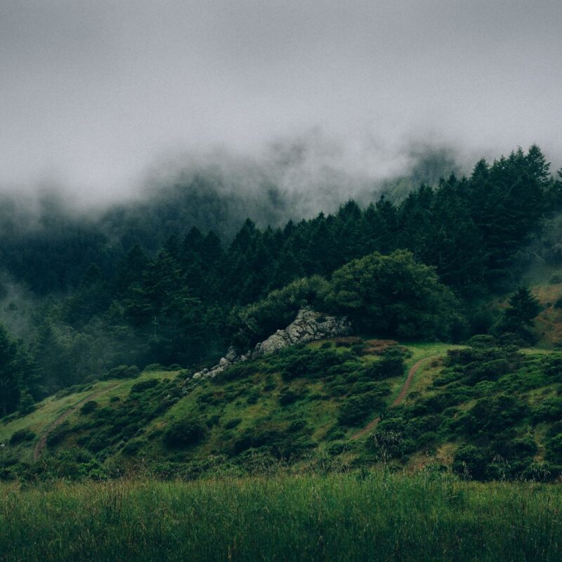 Mountain Forest