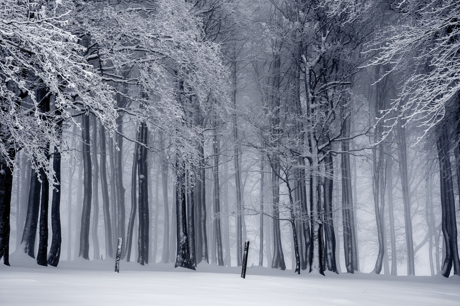 Winter Forest