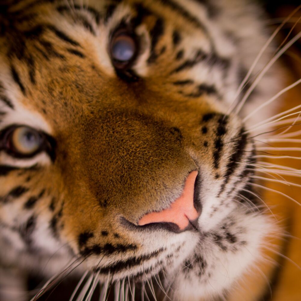 Wild look