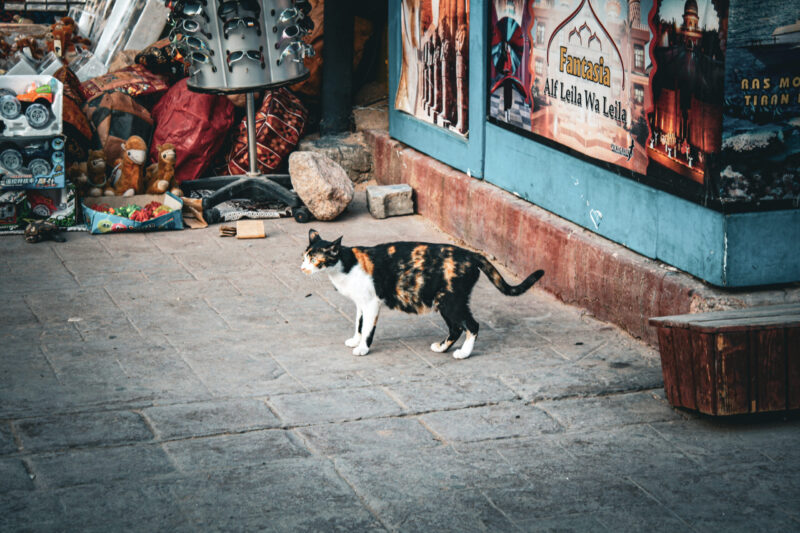 Guardian of the Alley